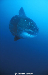 found in Galapagos; F100 by Thomas Lueken 